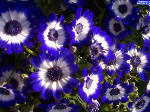 419208 (a): :1024x768